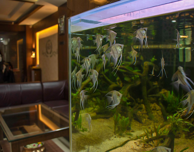 Fish Aquarium in Dharan Hotel